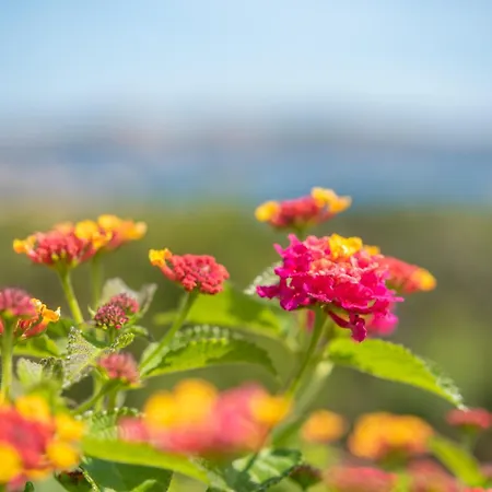 Flat La Quercia * بالاو