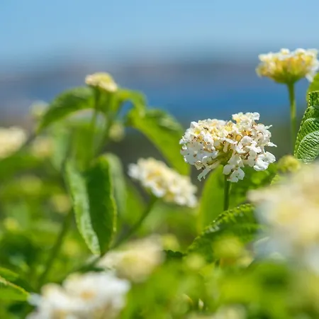 Flat La Quercia شقة